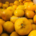 תפוזים מנדרינה בייבי הם ישירות מהמפעל